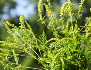 A picture of ragweed. Did you know? Goldenrod, which has brilliant yellow blooms, is often mistaken for ragweed as many allergy medications put images of goldenrod on their boxes (even though goldenrod is a less common allergen).